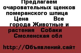 Предлагаем очаровательных щенков померанского шпица › Цена ­ 15 000 - Все города Животные и растения » Собаки   . Смоленская обл.